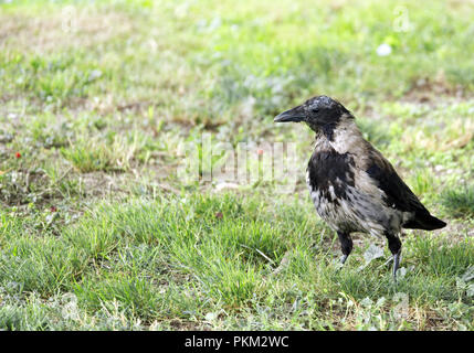 Hooded crow standing on grass beside the Danube waterfront in Bratislava, Slovakia Stock Photo