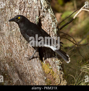 Australian pied currawong, Strepera graculina, clinging to side of tree trunk at Barrington Tops National Park NSW Stock Photo