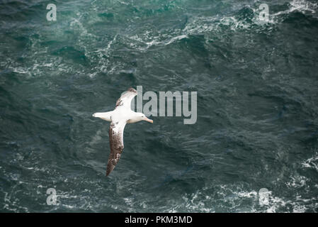 An adult male Wandering albatross in flight over the ocean in South Georgia, Antarctica, viewed from above