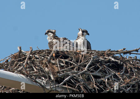 Two Osprey fledglings in Nest waiting for food Stock Photo