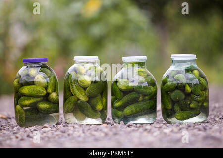 Close-up of four big glass jars with green fresh pickles cucumbers salted in marinade covered with plastic covers on abstract blurred background. Home Stock Photo
