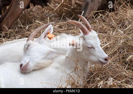 Two little white goats lying on hay, cuddling up to themselves on a farm, family goes first Stock Photo