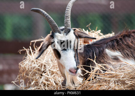 Sleepy goat (Capra aegagrus hircus) on a sheaf of hay Stock Photo