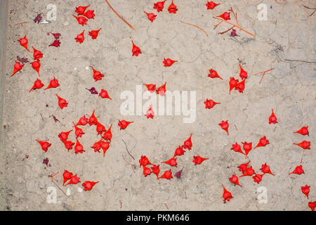 Flowers from BRACHYCHITON Acerifolium Flame Tree closeup on the ground in September in Mallorca, Spain. Stock Photo