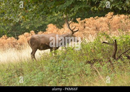 Red Deer Stag, England, UK. Stock Photo