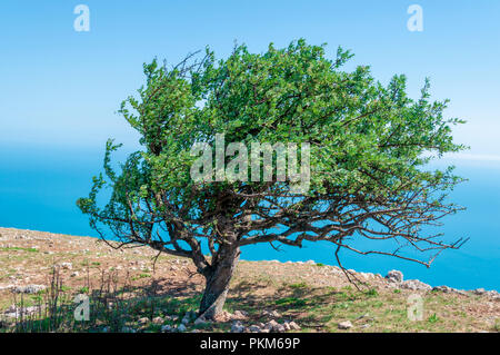 old pear tree on the mountain Ilyas-Kaya against the background of the sky and the sea on a summer day, Crimea Ukraine Stock Photo