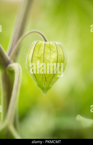 Physalis peruviana, golden berry, Fruit in capsule Stock Photo