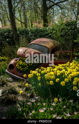 Lisse, Netherlands - 22 April:tulips on red volkswagen beetle at  Keukenhoff, Tulip Gardens