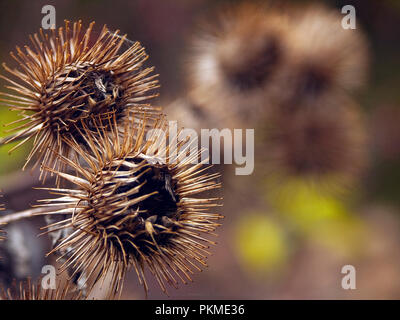 The  prickly Herb Burdock plant or Arctium plant from the  Asteraceae family. This one grows wild in Hertfordshire on the banks of the river Stort. Stock Photo