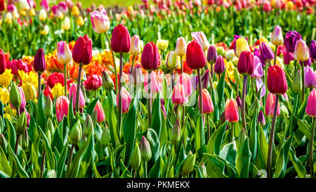 A field of multi colored tulips like a rainbow. In a natural setting all colors mixed together with flowers filling up the whole frame. Stock Photo