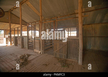 Interior of abandoned sheep shearing shed with dead kangaroo on floor during drought in outback Australia Stock Photo