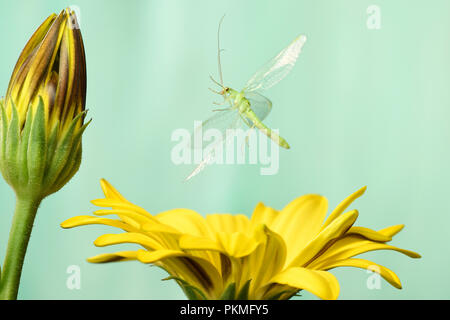 Common green lacewing (Chrysoperia carnea), in flight, at Cape daisy (Osteospermum), Germany Stock Photo