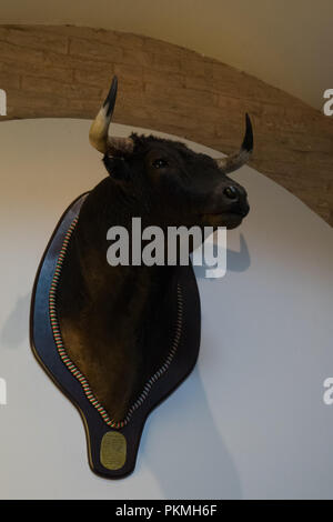 Stuffed dead bull hung on a wall inside the bull ring in Seville, Spain, Europe Stock Photo