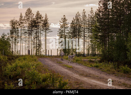 Two young reindeers, one turning around to look, walking in the forest with sun starting to set Stock Photo