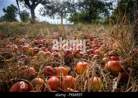13 September 2018, Hessen, Frankfurt Main: Dozens of fallen, ripe apples lying under an unharvested tree on a meadow in the east of the city. Photo: Frank Rumpenhorst/dpa Stock Photo