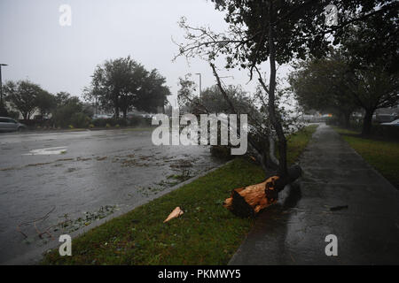 Wilmington, USA. 14th Sep, 2018. A tree is broken in strong storm as Hurricane Florence comes ashore in Wilmington, North Carolina, the United States, on Sept. 14, 2018. Hurricane Florence on Friday morning made landfall in North Carolina coast as Category 1 storm, with gales and rains. Credit: Liu Jie/Xinhua/Alamy Live News Stock Photo