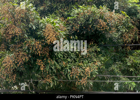 bunches of longan on the tree in Vietnam Stock Photo