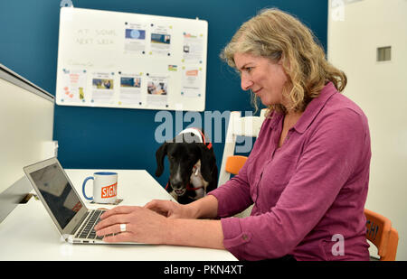 Woman working on her laptop at her desk with 'Buck' a German Pointer Cross, during a Bring Your Dog To Work Day, Bordon, Hampshire, UK. Stock Photo