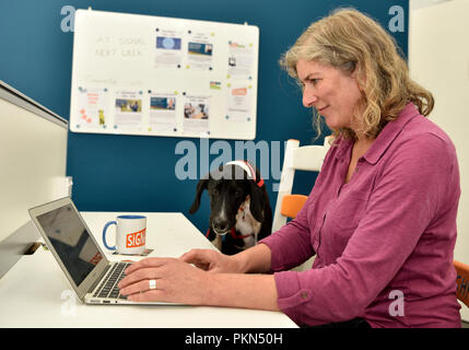 Woman working on her laptop at her desk with 'Buck' a German Pointer Cross, during a Bring Your Dog To Work Day, Bordon, Hampshire, UK. Stock Photo
