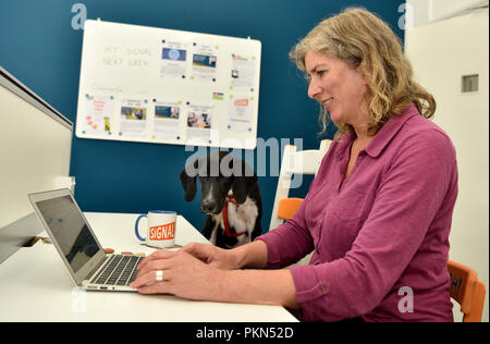 Woman working on her laptop at her desk with 'Buck' a German Pointer Cross, during a Bring Your Dog To Work Day, Bordon, Hampshire, UK. Stock Photo