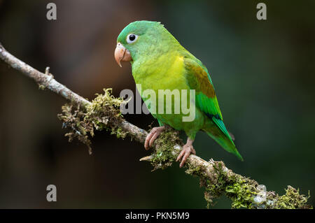A perched orange chinned parakeet photographed in Costa Rica