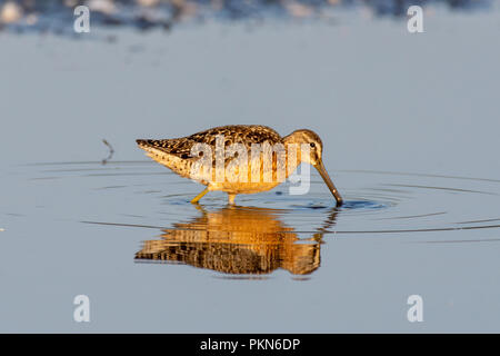 A dowitcher (shorebird) walks calmly across the smooth lake reflecting at sunset looking for food with it's long beak extended. Stock Photo