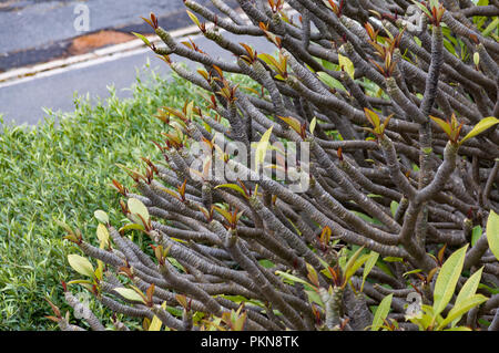 Red Frangipani (Plumeria Rubra) in spring time in Camps Bay, South Africa Stock Photo