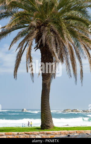 A large palm tree over looking the beach and waves of the South Atlantic in Camps Bay, South Africa Stock Photo