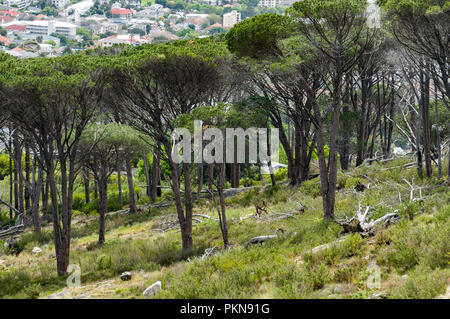 Acacia trees in the Table Mountain National Park overlooking Cape Town, South Africa Stock Photo