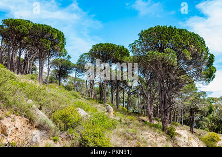 Acacia trees in the Table Mountain National Park in Cape Town, South Africa Stock Photo