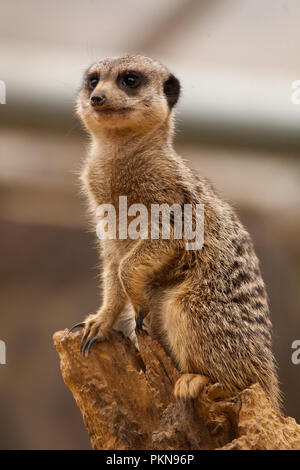 �����峾ä�ԲԳ����� Stock Photo