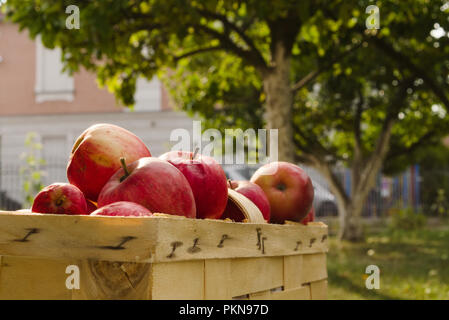 Organic red apples in a basket under the apple tree in garden, blurry background with trees Stock Photo