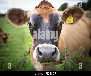 A close up portrait of the head of a brown, Devon dairy cow showing eyes, ears, nose and yellow tag bearing the animals stock number and ownership. Stock Photo