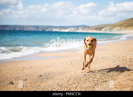 A happy, yellow Labrador retriever dog running on a deserted sandy beach and carrying or fetching a tennis ball in its mouth Stock Photo