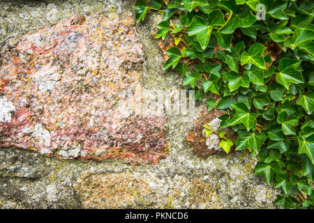 A nature or gardening background of a textured stone wall with the lush green foliage of a creeping ivy growing on with copy space Stock Photo