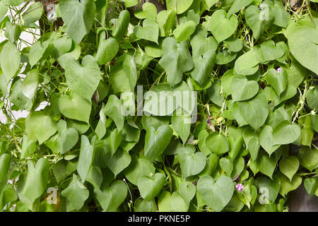 Close up of leafy vines covering an outdoor wall. Stock Photo