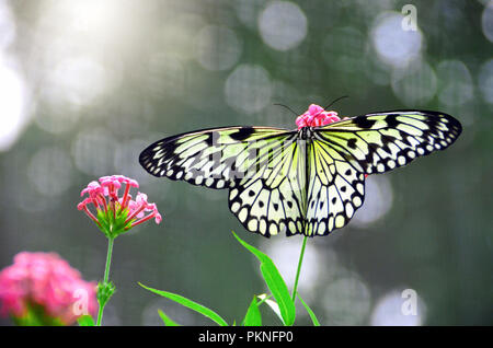 Idea leuconoe, the paper kite, rice paper or large tree nymph, is known especially for its presence in butterfly houses and live butterfly expositions Stock Photo