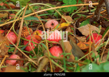 red apples in the grass, apples fell to the ground Stock Photo