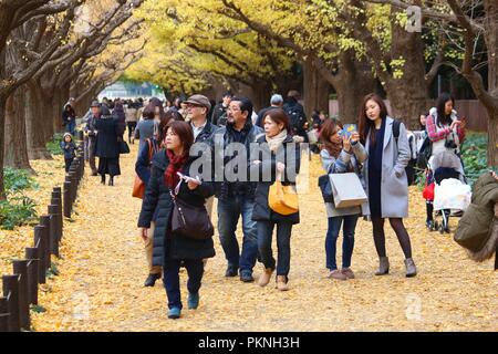 TOKYO, JAPAN - NOVEMBER 30, 2016: People visit autumn Ginkgo Avenue in Tokyo, Japan. Icho Namiki Avenue is famous for its celebration of autumn leaves Stock Photo