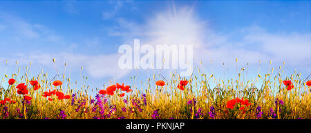 Panorama with poppies on a field in the sun Stock Photo