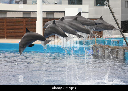 VALENCIA - OCTOBER 9: Dolphin show on October 9, 2010 in Valencia, Spain. L'Oceanografic marine complex is largest aquarium in Europe with 100,000m2 a Stock Photo