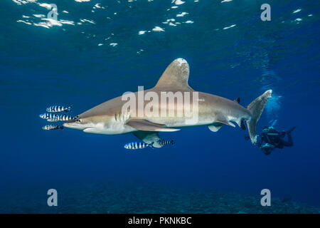 Scuba Diver and Oceanic Whitetip Shark, Carcharhinus longimanus, Brother Islands, Red Sea, Egypt Stock Photo