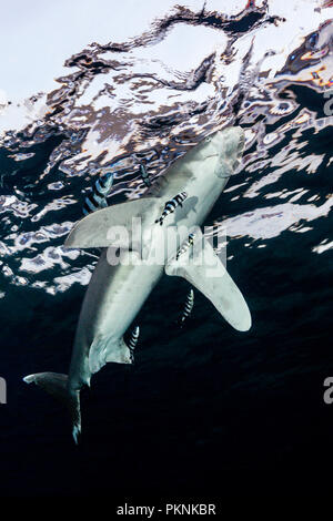 Oceanic Whitetip Shark snaps at Plastic Bag, Carcharhinus longimanus, Brother Islands, Red Sea, Egypt Stock Photo