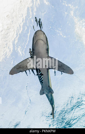 Oceanic Whitetip Shark, Carcharhinus longimanus, Atlantic Ocean, Bahamas Stock Photo