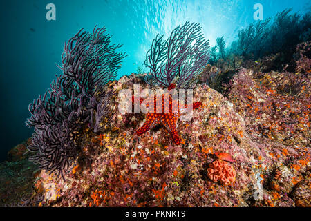 Panamic Cushion Starfish, Pentaderaster cumingii, La Paz, Baja California Sur, Mexico Stock Photo