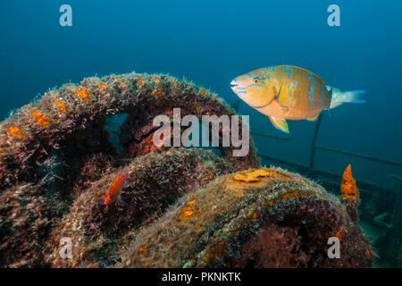 Blue-barred Parrotfish at Fang Ming Wreck, Scarus ghobban, La Paz, Baja California Sur, Mexico Stock Photo