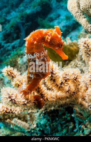 Pacific Seahorse, Hippocampus ingens, La Paz, Baja California Sur, Mexico Stock Photo