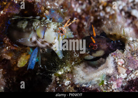 Signal Blenny in threatening posture, Emblemaria walkeri, La Paz, Baja California Sur, Mexico Stock Photo