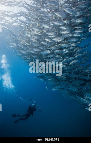 Shoal of Bigeye Trevally, Caranx sexfasciatus, Cabo Pulmo, Baja California Sur, Mexico Stock Photo