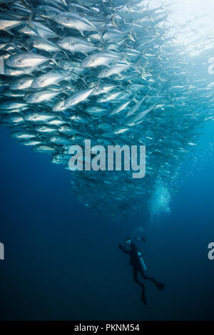 Shoal of Bigeye Trevally, Caranx sexfasciatus, Cabo Pulmo, Baja California Sur, Mexico Stock Photo